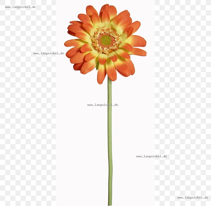 Transvaal Daisy Cut Flowers Dahlia Common Sunflower, PNG, 800x800px, Transvaal Daisy, Artificial Flower, Chrysanthemum, Chrysanths, Common Sunflower Download Free