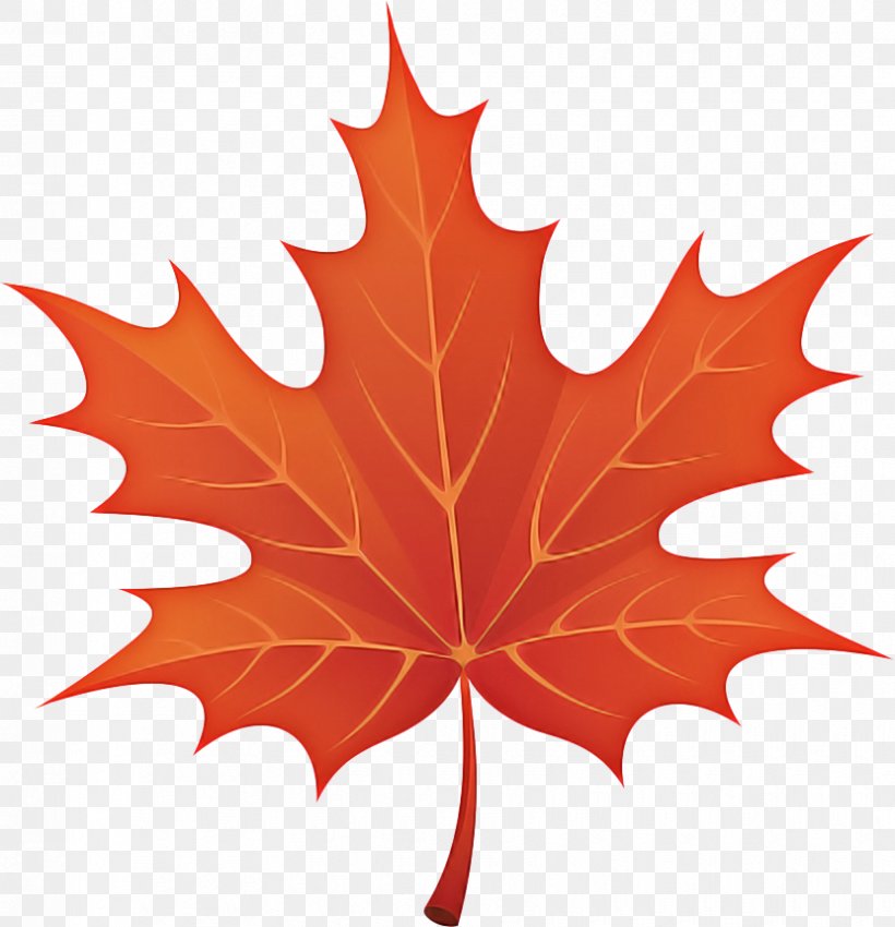 Autumn Leaf Drawing, PNG, 830x861px, Autumn Leaf Color, Autumn, Black Maple, Cartoon, Deciduous Download Free