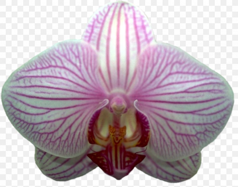 Tyre Hotel Moth Orchids Landscape Landscaping, PNG, 925x727px, Watercolor, Cartoon, Flower, Frame, Heart Download Free