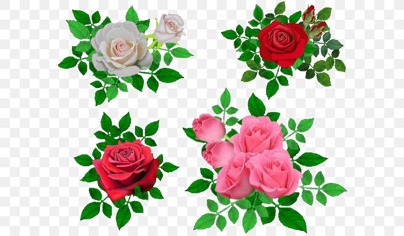 Garden Roses Cabbage Rose Beach Rose Flower Petal, PNG, 600x480px, Garden Roses, Beach Rose, Cabbage Rose, Cut Flowers, Floral Design Download Free