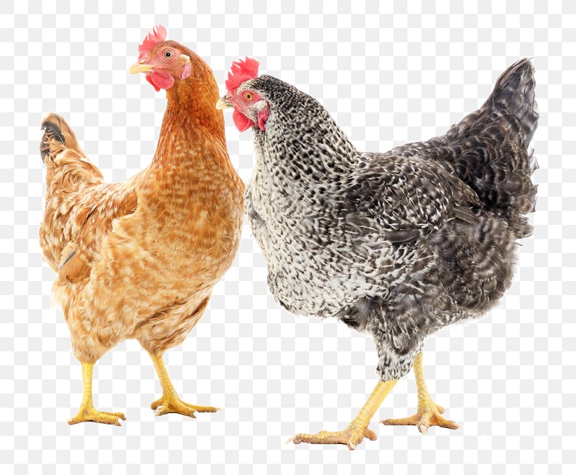 Rooster Barnevelder Cochin Chicken Chicken Coop Dasani Bottled Water, PNG, 800x676px, Rooster, Avian Influenza, Barnevelder, Beak, Bird Download Free