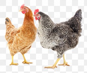 Rooster Barnevelder Cochin Chicken Chicken Coop Dasani Bottled Water PNG