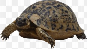 Turtle - Turtle Reptile Wallpaper PNG
