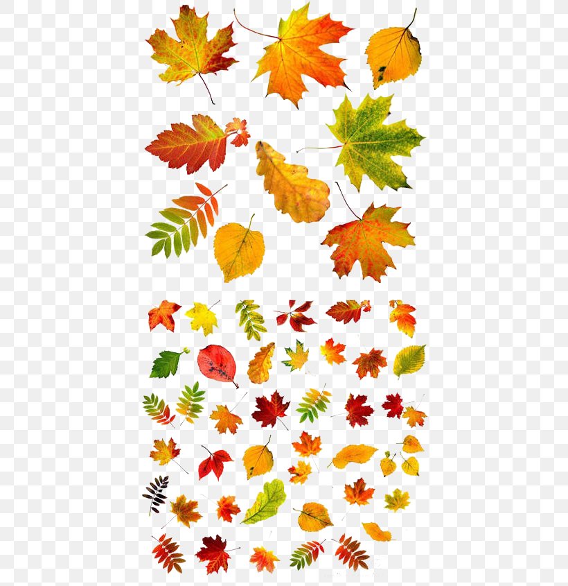 Autumn Leaf Color, PNG, 460x845px, Autumn Leaf Color, Autumn, Branch, Color, Flora Download Free