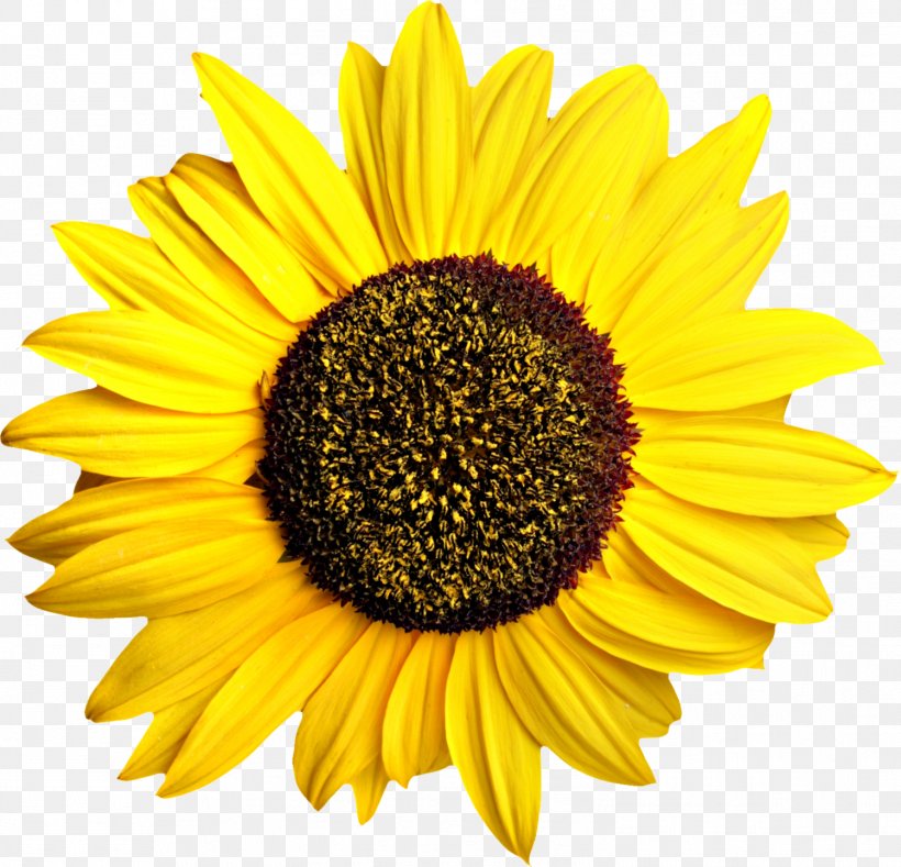 Common Sunflower Pixel Computer File, PNG, 1499x1443px, Common Sunflower, Cooking Oils, Daisy Family, Flower, Flowering Plant Download Free