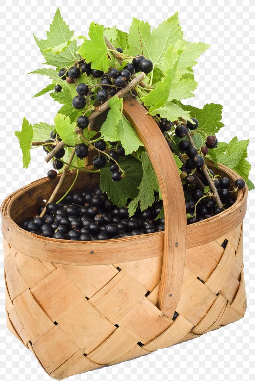 Fruit Blackcurrant Redcurrant Grape Cassis, PNG, 2301x3433px, Fruit, Berry, Bilberry, Blackcurrant, Cassis Download Free