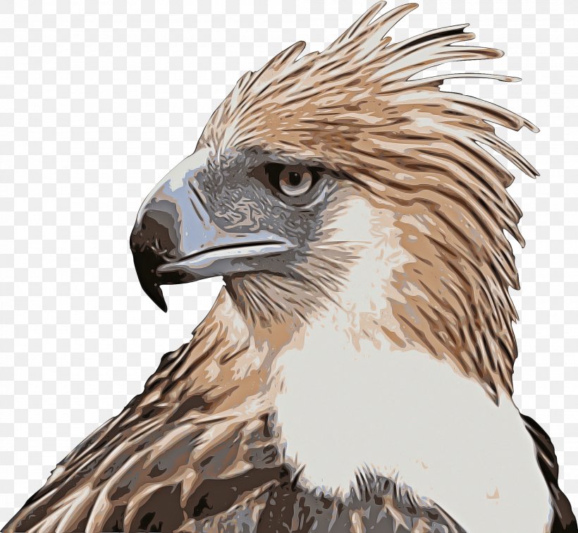 Golden Background, PNG, 2000x1846px, Bald Eagle, Accipitridae, Beak, Bird, Bird Of Prey Download Free