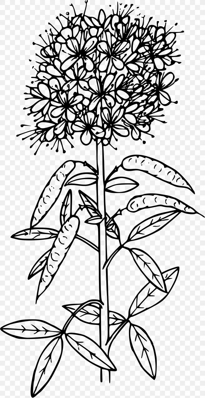 The Rocky Mountains, Lander's Peak Cleome Serrulata Drawing Plants, PNG, 1238x2400px, Rocky Mountains, Area, Art, Black And White, Branch Download Free