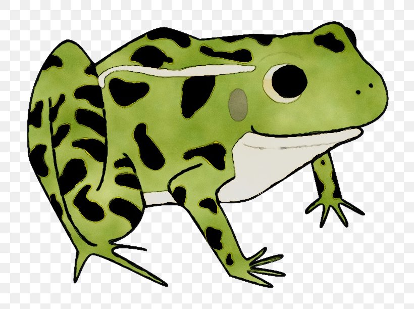 Toad True Frog Tree Frog Clip Art, PNG, 800x611px, Toad, Action Toy Figures, Amphibian, Animal, Animal Figure Download Free