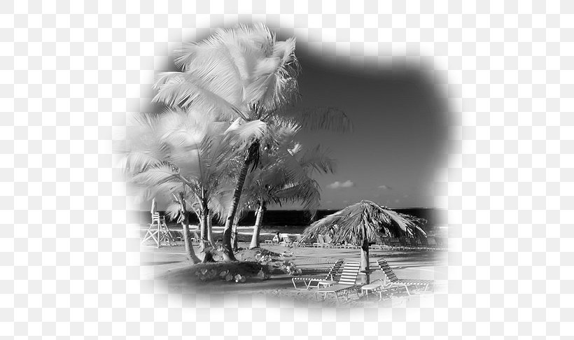 Landscape Painting Still Life Desktop Wallpaper, PNG, 574x486px, Landscape Painting, Black And White, Computer, Dandruff, Flower Download Free