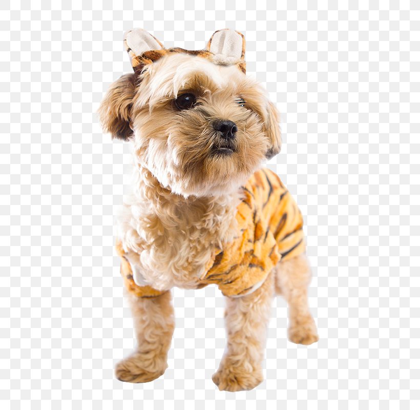 Morkie Cairn Terrier Schnoodle Puppy Catahoula Cur, PNG, 800x800px, Morkie, Australian Cattle Dog, Cairn Terrier, Carnivoran, Catahoula Cur Download Free