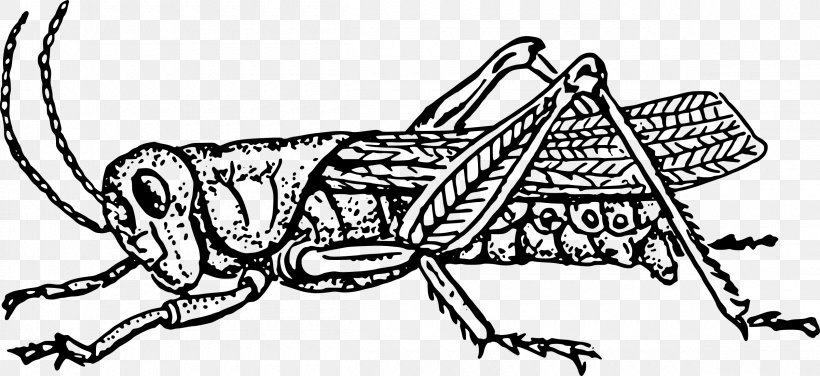 The Ant And The Grasshopper Insect Black And White Clip Art, PNG, 2400x1102px, Ant And The Grasshopper, Animal, Art, Artwork, Black And White Download Free