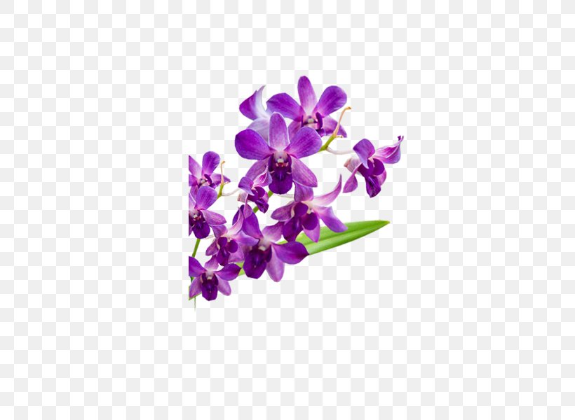 Violet Moth Orchids Flower Petal, PNG, 600x600px, Violet, Cut Flowers, Flora, Flower, Flowering Plant Download Free