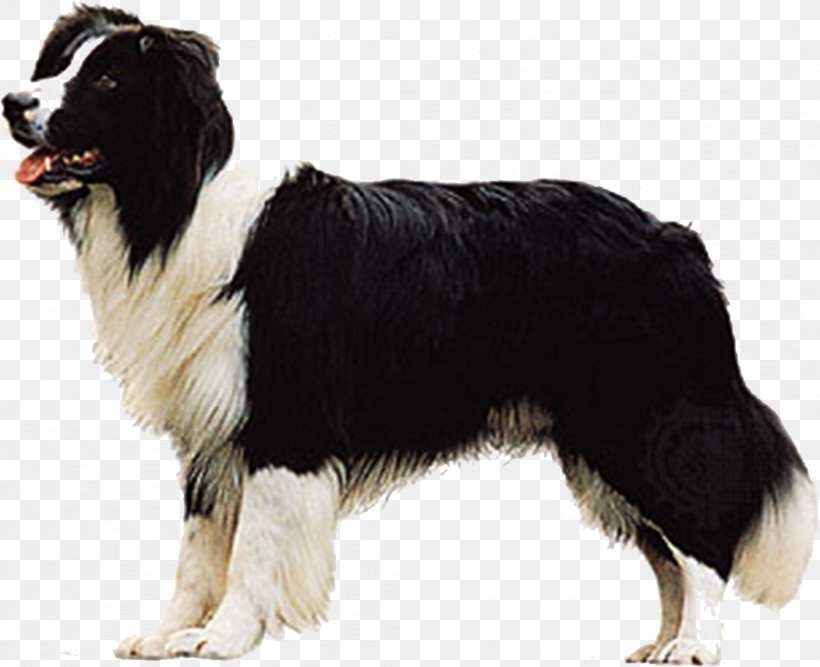 Border Collie Shetland Sheepdog Samoyed Dog Pembroke Welsh Corgi Australian Shepherd, PNG, 1052x856px, Border Collie, Australian Shepherd, Breed, Carnivoran, Collie Download Free