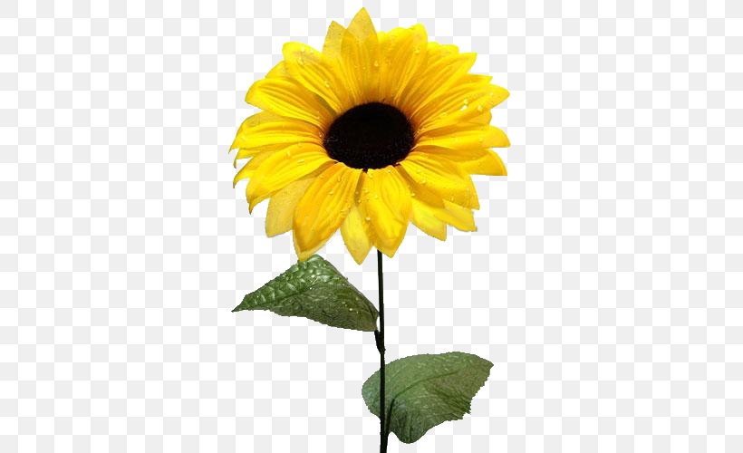 Common Sunflower Sunflower Seed Clip Art, PNG, 351x500px, Common Sunflower, Annual Plant, Blog, Daisy Family, Directory Download Free