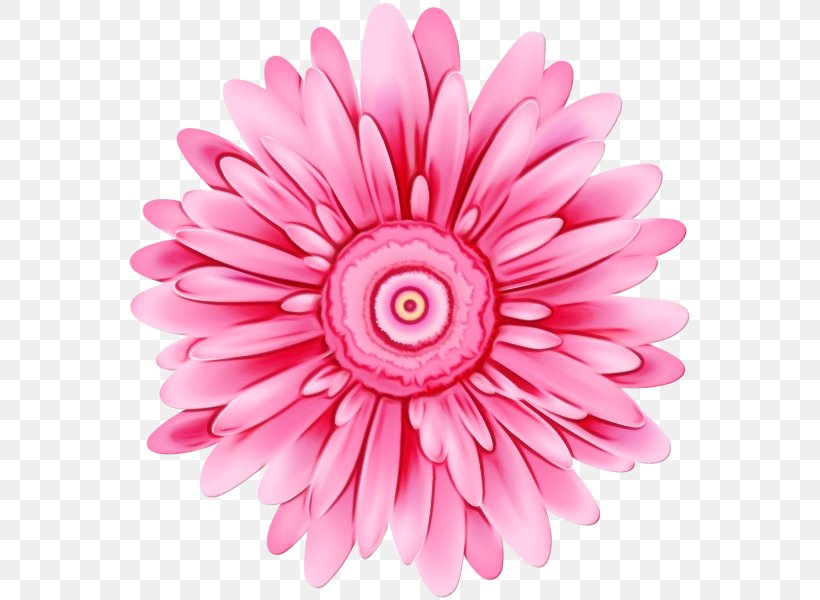 Daisy, PNG, 565x600px, Watercolor, Barberton Daisy, Cut Flowers, Daisy, Daisy Family Download Free