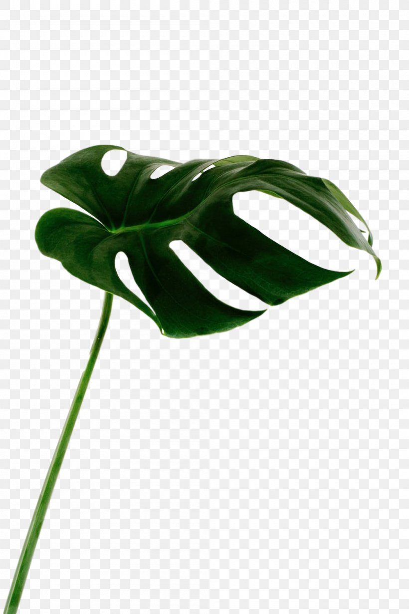 Leaf Plant Stem Product Design Flower, PNG, 1000x1500px, Leaf, Alismatales, Anthurium, Arum Family, Botany Download Free