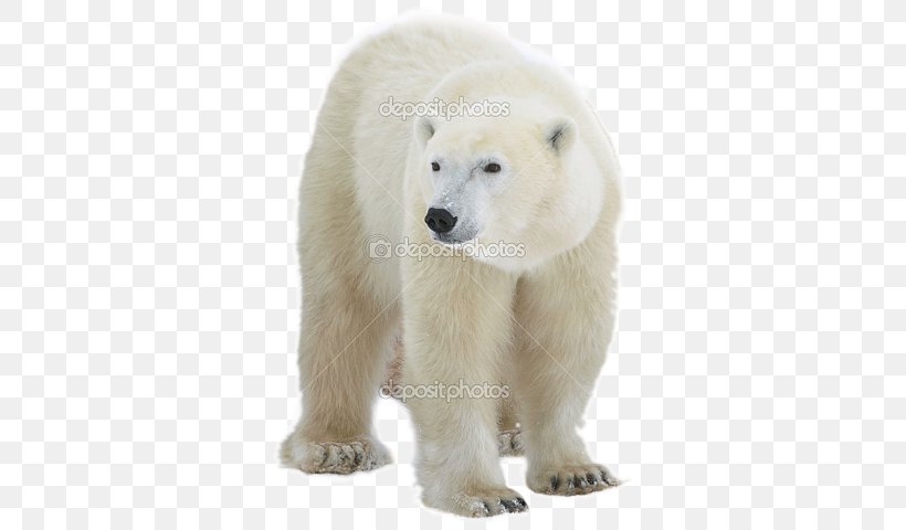 Polar Bear, Polar Bear, What Do You Hear? Stock Photography, PNG, 340x480px, Polar Bear, Bear, Bears, Can Stock Photo, Carnivoran Download Free