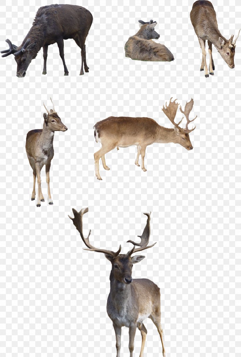 White-tailed Deer Siberian Husky Elk Reindeer, PNG, 2855x4230px, Deer, Animal, Antler, Art, Cat Download Free