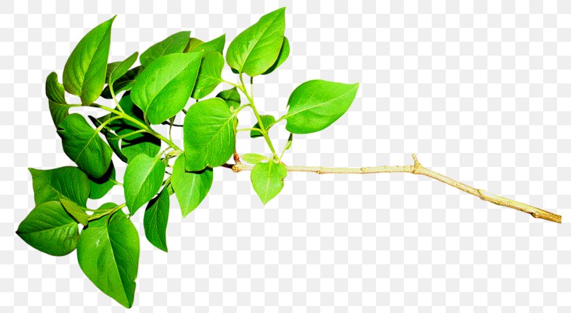 Leaf Green Plant LiveInternet, PNG, 800x450px, Leaf, Blog, Branch, Digital Image, Green Download Free