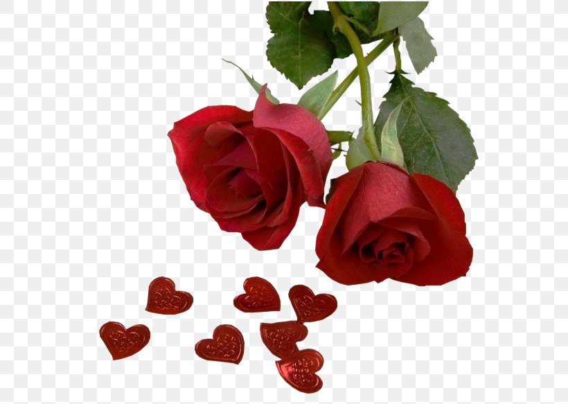 Love Desktop Wallpaper Rose Valentine's Day, PNG, 624x583px, Love, Cut Flowers, Drawing, Floribunda, Flower Download Free