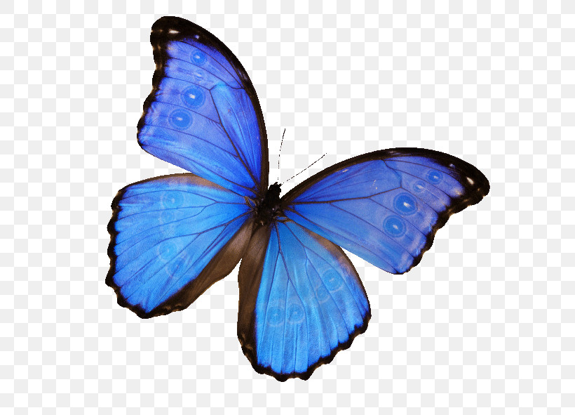 Monarch Butterfly, PNG, 591x591px, Monarch Butterfly, Brushfooted Butterflies, Butterflies, Caterpillar, Drawing Download Free