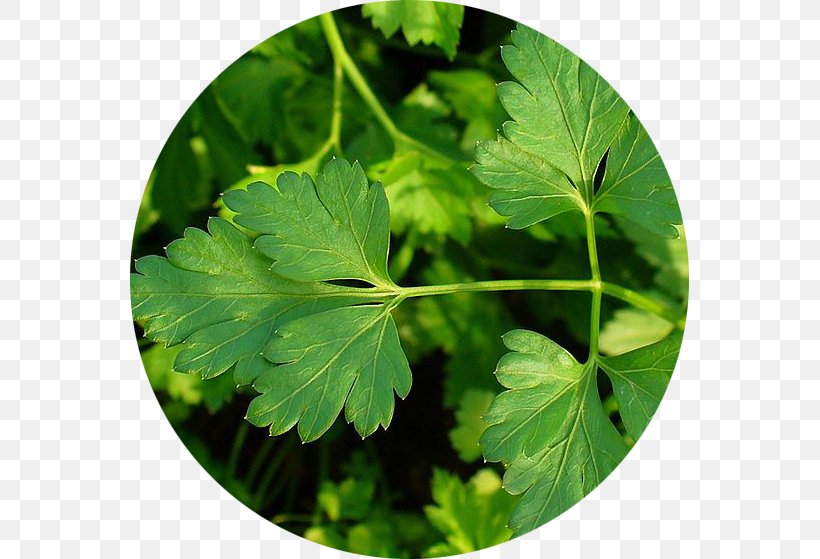 Parsley Herb Medicinal Plants Seed, PNG, 559x559px, Parsley, Apiaceae, Cooking, Coriander, Cumin Download Free