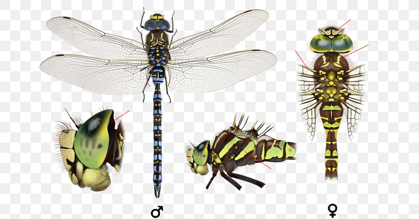 Southern Hawker Baltic Hawker Anax Ephippiger Pterygota Species, PNG, 700x430px, Southern Hawker, Arthropod, Dragonflies And Damseflies, Dragonfly, Emperor Download Free