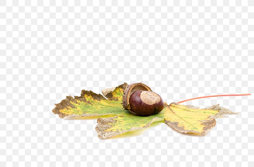 Sweet Chestnut Castanea Crenata Acorn Castaxf1ada, PNG, 800x538px, Sweet Chestnut, Acorn, Auglis, Autumn, Castanea Crenata Download Free