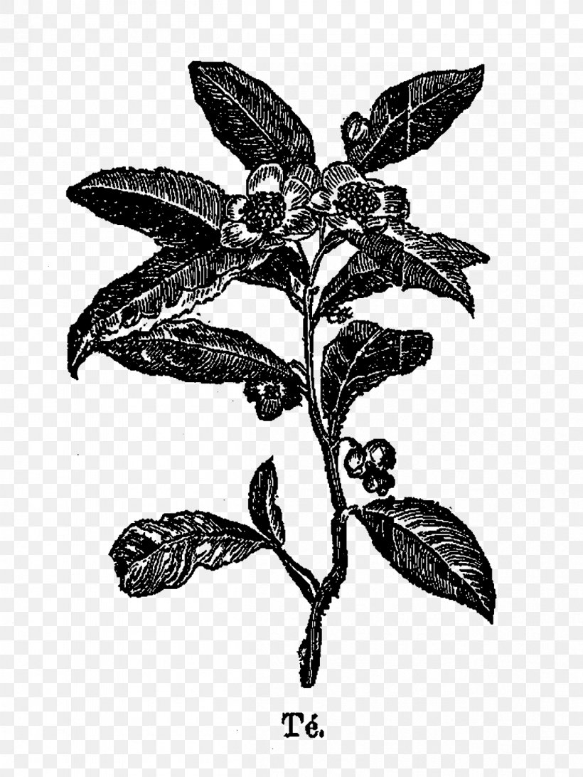 Tea Plant Drawing Clip Art, PNG, 1201x1600px, Tea, Art, Black And White, Branch, Coffee Download Free