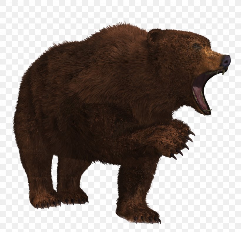 Grizzly Bear, PNG, 1024x989px, Bear, American Black Bear, Animal, Asian Black Bear, Brown Bear Download Free