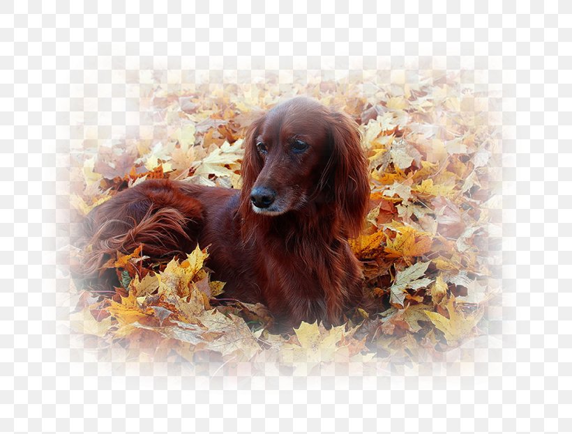 Irish Setter Boykin Spaniel Field Spaniel Desktop Wallpaper Sussex Spaniel, PNG, 800x623px, Irish Setter, Autumn, Boykin Spaniel, Carnivoran, Companion Dog Download Free
