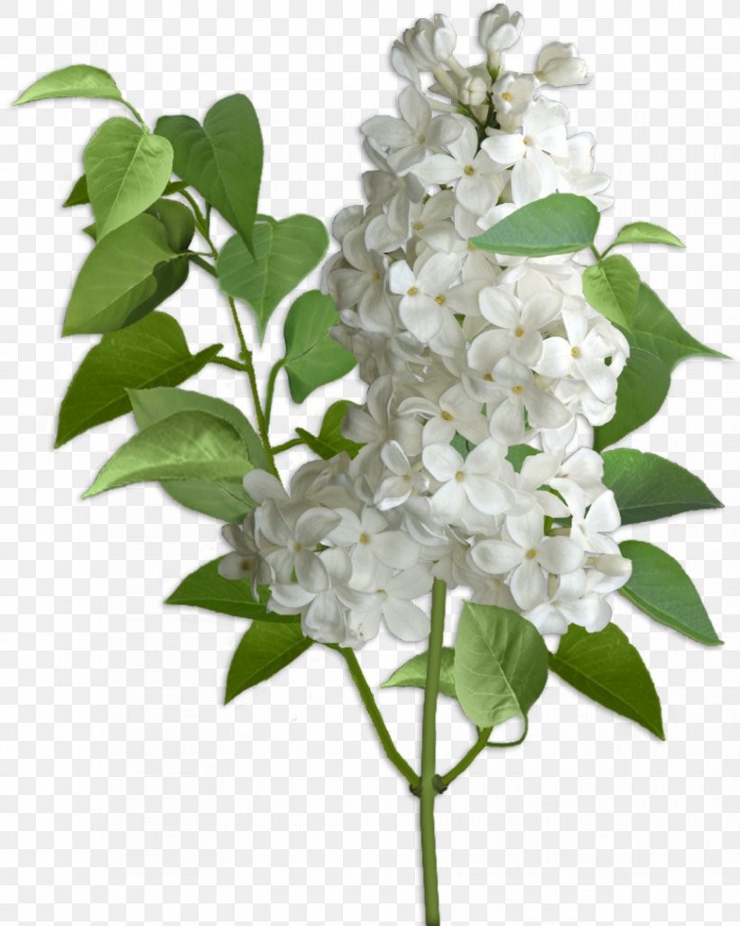 Lilac Hydrangea Cut Flowers Violet, PNG, 864x1080px, Lilac, Branch, Color, Cornales, Cut Flowers Download Free
