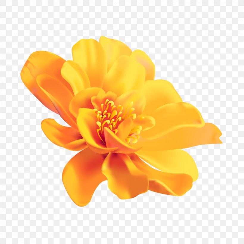 Yellow Flower Color Image, PNG, 1654x1654px, Yellow, Black, Blue, Camera, Color Download Free