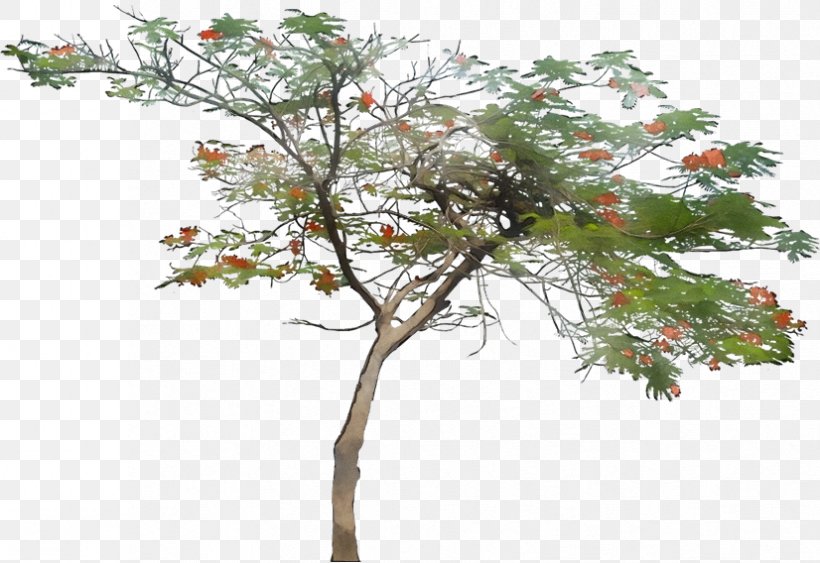 Architecture Tree, PNG, 826x568px, Royal Poinciana, Architecture