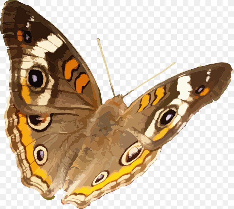 Butterfly Insect Common Buckeye Nymphalidae, PNG, 1430x1278px, Butterfly, Animal, Arthropod, Brush Footed Butterfly, Butterflies And Moths Download Free
