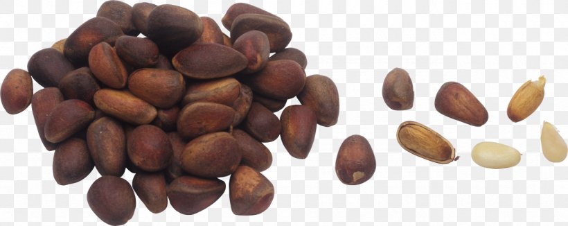 Pine Nut Nuts Hazelnut, PNG, 1280x509px, Pine Nut, Almond, Cedar, Chestnut, Cocoa Bean Download Free