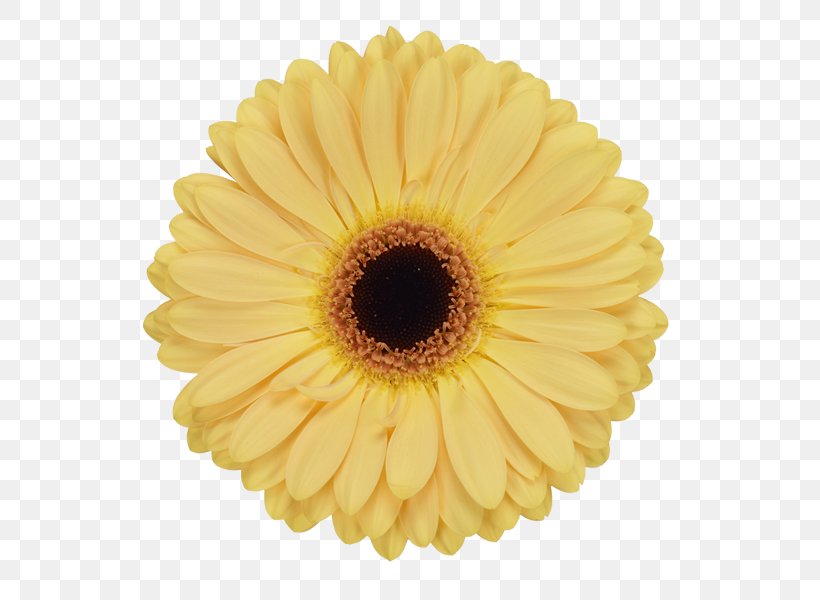 Transvaal Daisy Common Sunflower Plate Kitchen, PNG, 600x600px, Transvaal Daisy, Bowl, Ceramic, Common Sunflower, Cut Flowers Download Free