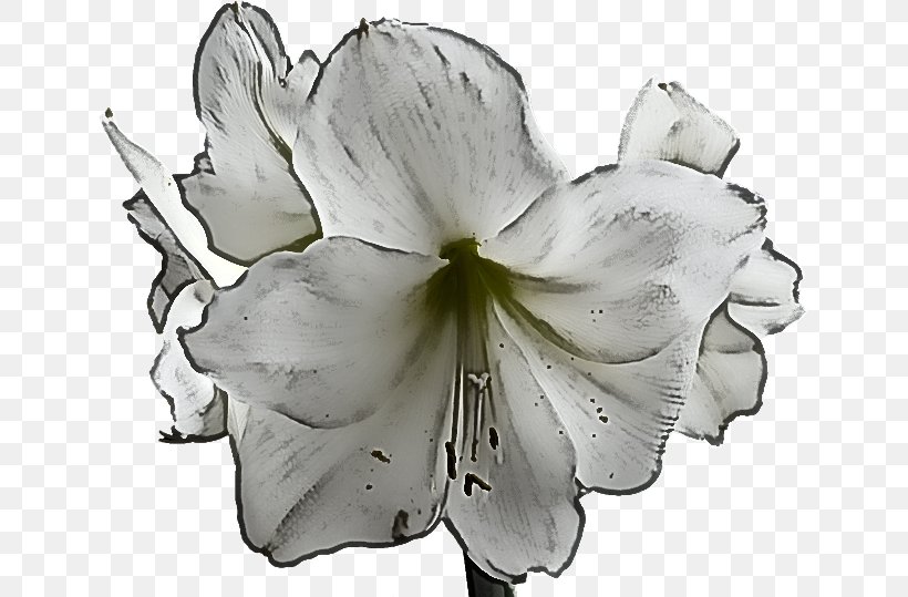 White Lily Flower, PNG, 640x539px, Cut Flowers, Amaryllis, Amaryllis Belladonna, Amaryllis Family, Belladonna Download Free