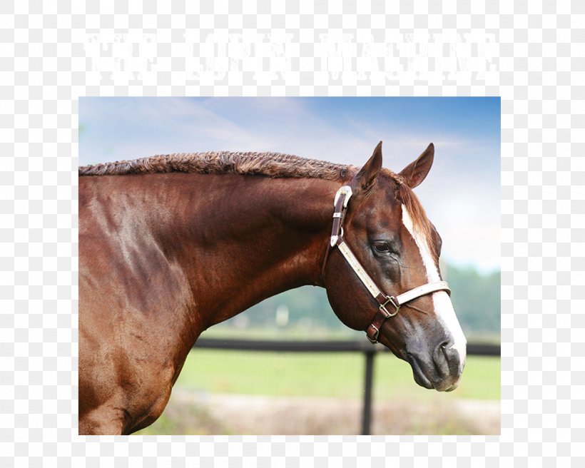 American Quarter Horse Stallion Mare American Paint Horse Mustang, PNG, 1000x800px, American Quarter Horse, American Paint Horse, Appaloosa, Bridle, Colt Download Free