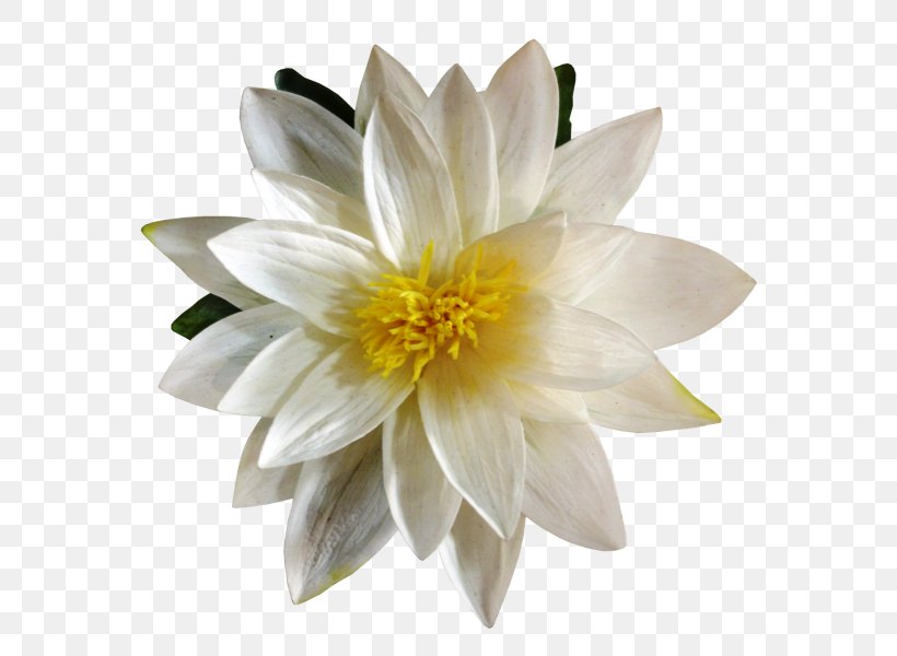Artificial Flower Lilium Plant Petal, PNG, 800x600px, Flower, Artificial Flower, Bud, Dahlia, Daisy Family Download Free