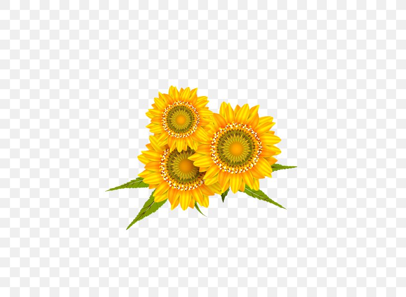 Common Sunflower, PNG, 436x600px, Common Sunflower, Artworks, Cut Flowers, Daisy Family, Designer Download Free