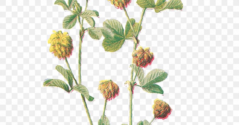Flower Botany Botanical Illustration Clip Art, PNG, 1200x630px, Flower, Art, Botanical Illustration, Botany, Branch Download Free