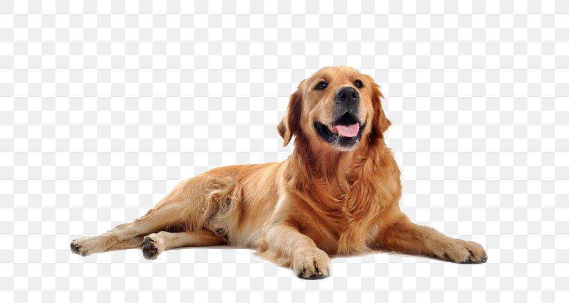Golden Retriever Labrador Retriever Newfoundland Dog Puppy Purebred Dog, PNG, 658x438px, Golden Retriever, Carnivoran, Coat, Companion Dog, Dog Download Free