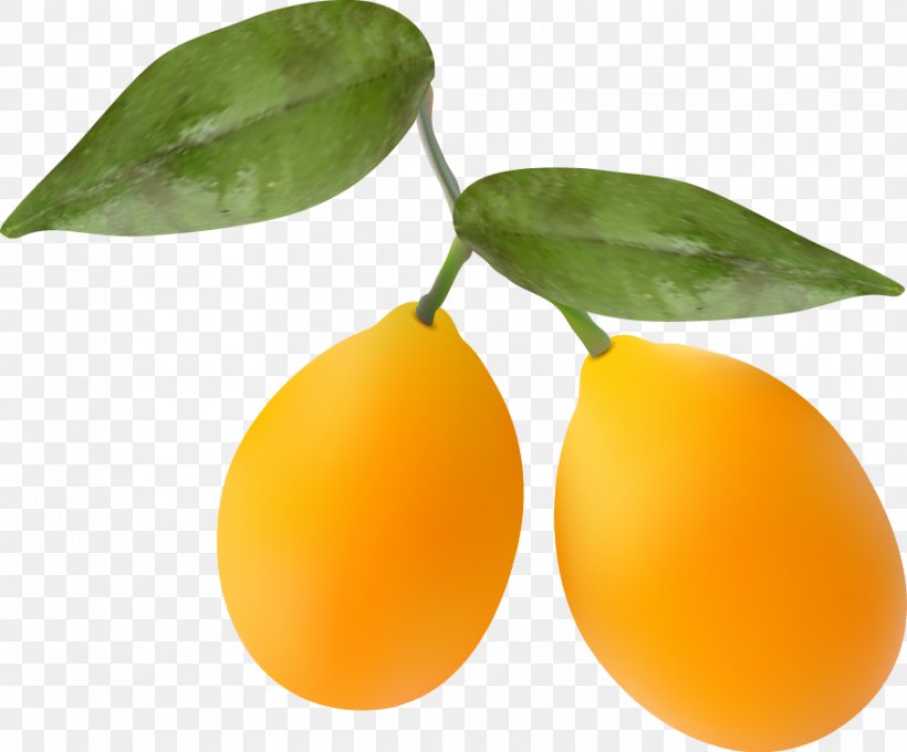 Kumquat Orange, PNG, 879x729px, Kumquat, Auglis, Citrus, Citrus Xd7 Sinensis, Color Download Free