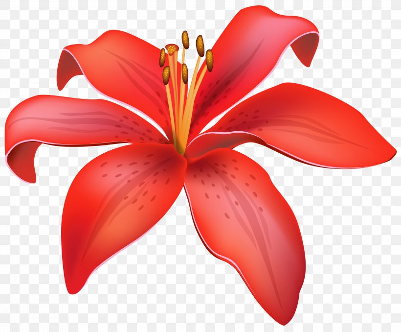 Lilium Candidum Flower Red Clip Art, PNG, 3000x2484px, Lilium Candidum, Cut Flowers, Flora, Flower, Flowering Plant Download Free