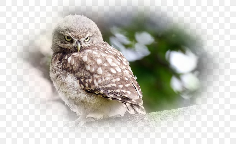 Owl Fauna Beak Feather, PNG, 800x500px, Owl, Beak, Bird, Bird Of Prey, Fauna Download Free