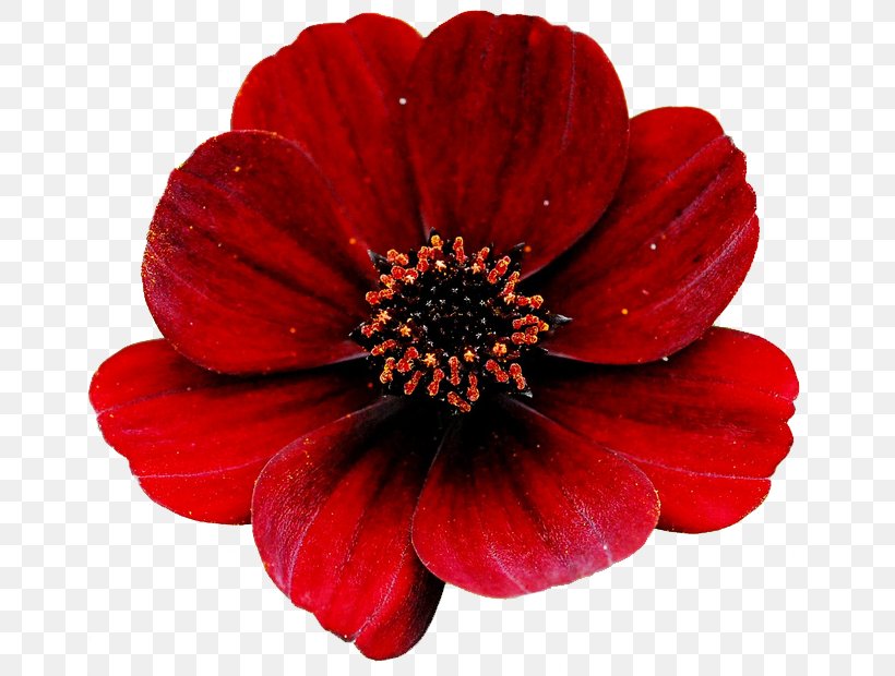 Flower Red Rose Clip Art, PNG, 674x620px, Flower, Annual Plant, Color, Cut Flowers, Daisy Family Download Free
