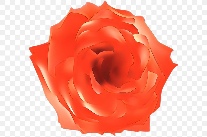 Garden Roses, PNG, 600x543px, Garden Roses, Begonia, Closeup, Cut Flowers, Floribunda Download Free