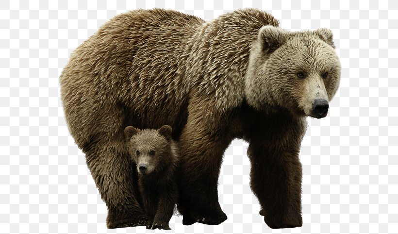 Polar Bear Grizzly Bear Pizzly, PNG, 600x482px, Polar Bear, Bear, Brown Bear, Carnivoran, Fauna Download Free
